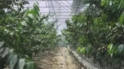 石家莊26個(gè)風(fēng)光秀麗的現(xiàn)代農(nóng)業(yè)園區(qū)，你去過哪一個(gè)？——蔬果采摘體驗(yàn)指南