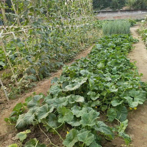 精播細(xì)種，靜候豐收 為您心中的最美小菜園投下寶貴一票