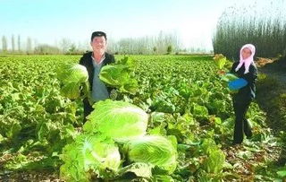 豐收季，周末帶孩子來這里 DIY手指蔬菜采摘與田園種植體驗(yàn)