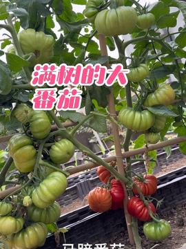 “吳小喵樓頂種菜”走紅頭條 當(dāng)屋頂變成都市人的“蔬果豐收園”