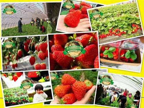 探訪海淀大自然農(nóng)場 不只草莓，蔬果蘑菇更是主角的田園樂土