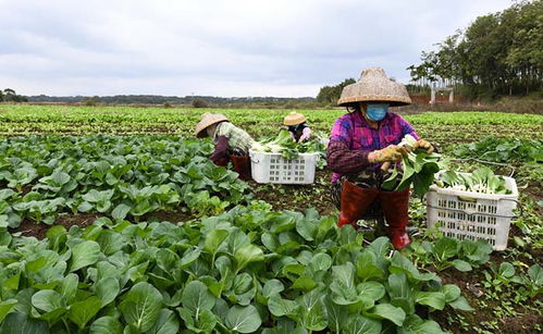 采摘蔬菜、擴(kuò)大供應(yīng)量——“蔬菜瓜果種植基地”如何助力秋季購銷高峰期